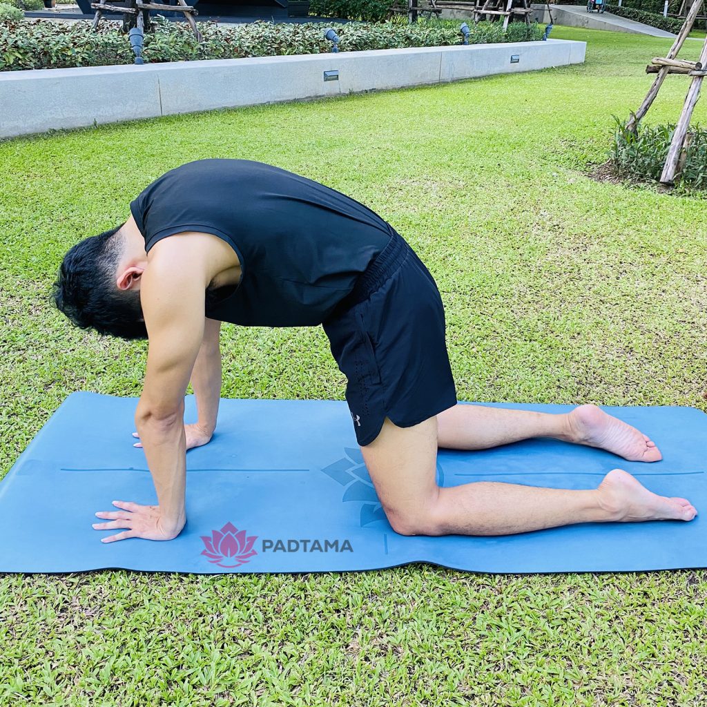 ท่าแมว - cat pose