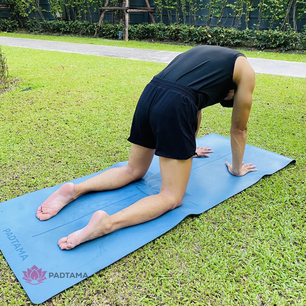 ท่าแมว - cat pose