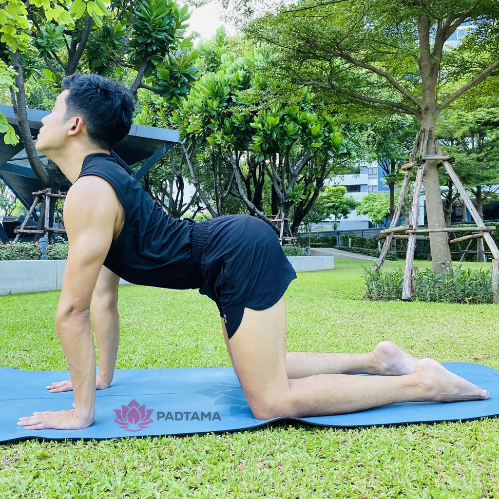 ท่าวัว - cow pose